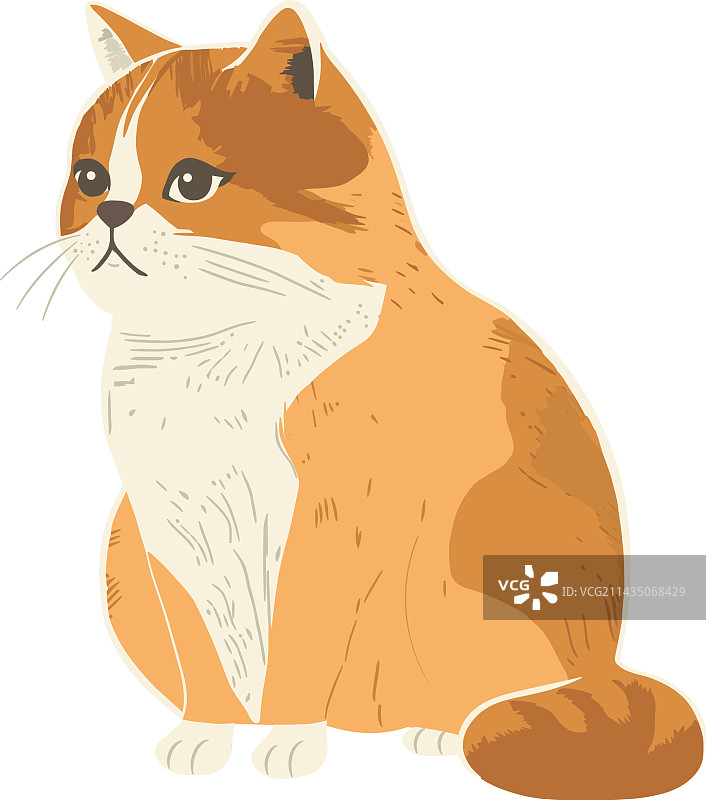 在白色背景上孤立坐着的可爱小猫图片素材