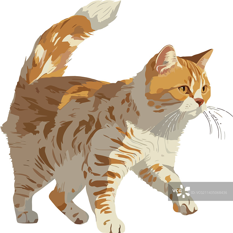 可爱小猫动物走路图片素材
