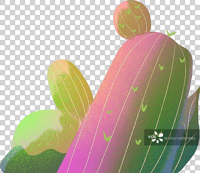 仙人掌叶片组合元素肌理插画图片素材