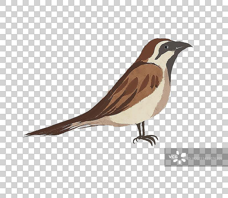 麻雀素材图片素材