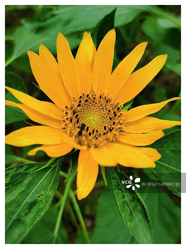 向日葵特写镜头图片素材