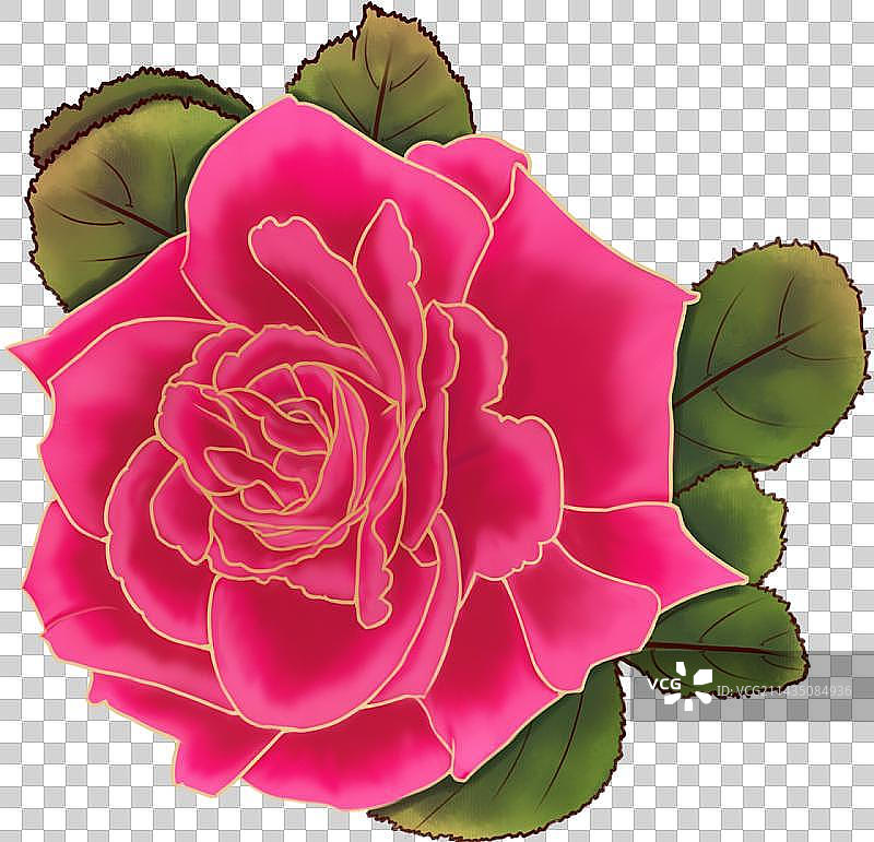 玫瑰花图片素材