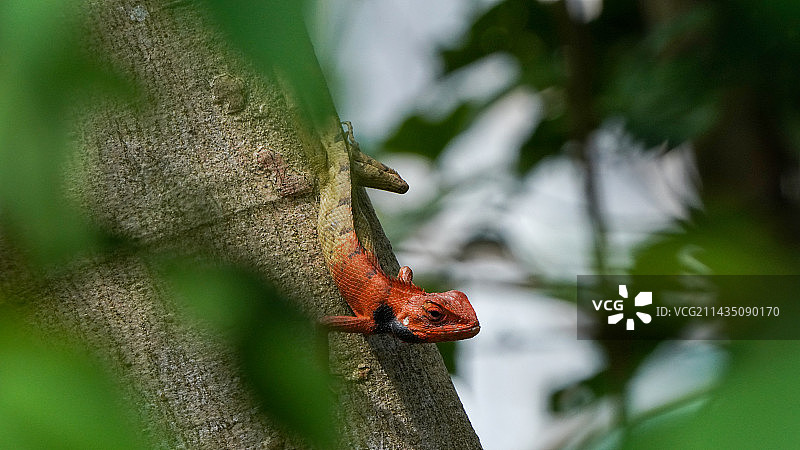 树蜥图片素材