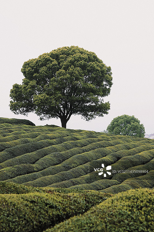 分享一棵电影感大树图片素材