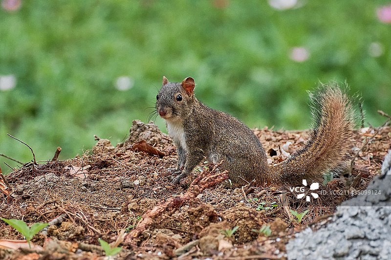 松鼠图片素材