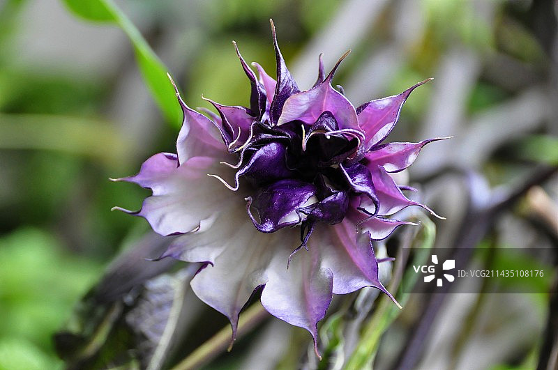 曼陀罗图片素材