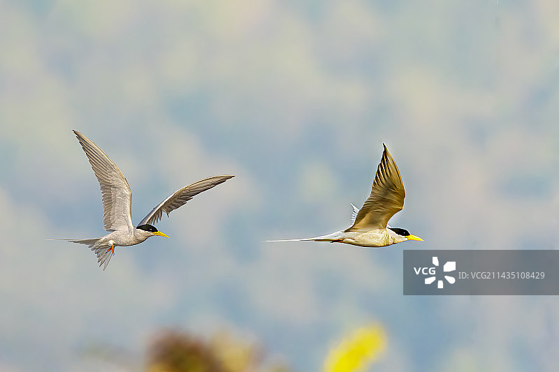 黄嘴河燕鸥图片素材