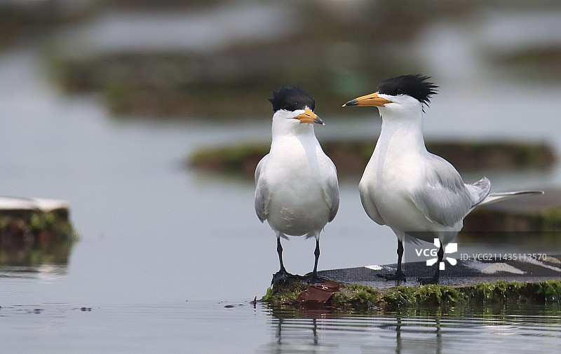 中华凤头燕鸥图片素材
