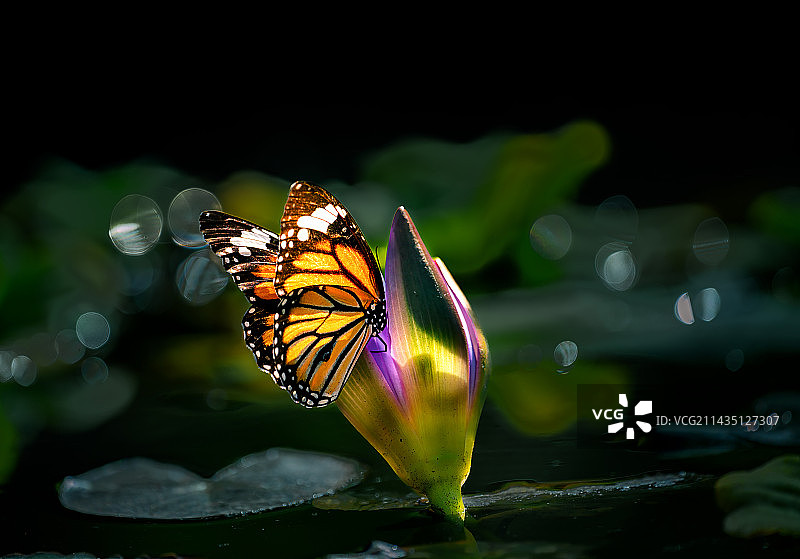 蝴蝶在花上授粉的特写镜头图片素材