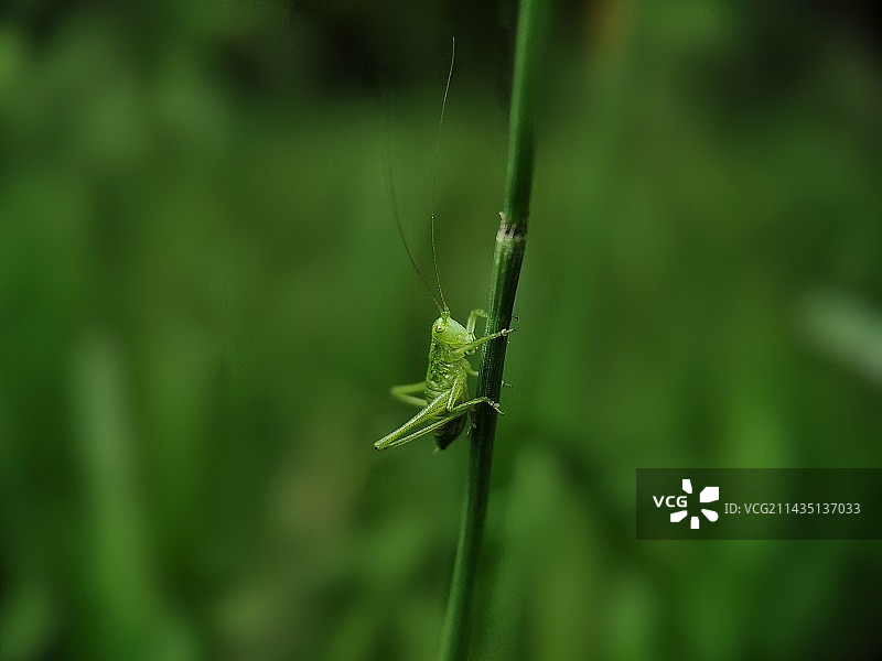 草蛉虫图片素材