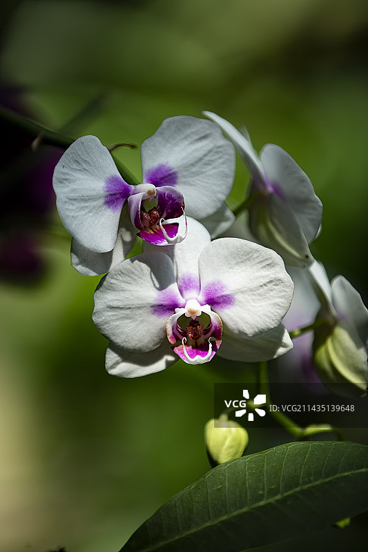 兜兰拖鞋兰仙履兰图片素材