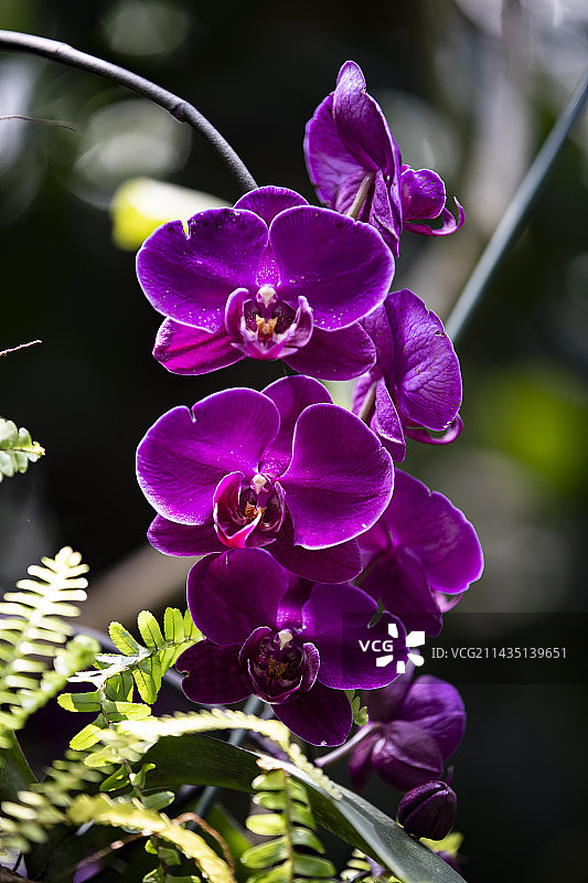 兜兰拖鞋兰仙履兰图片素材