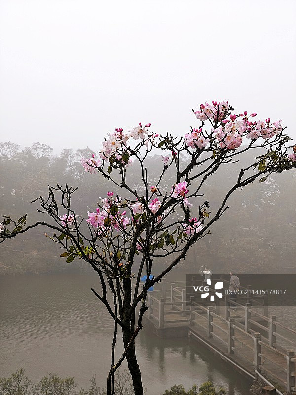 高山云锦杜鹃  生长在海拔一千多米广东韶关南岭上的杜鹃图片素材