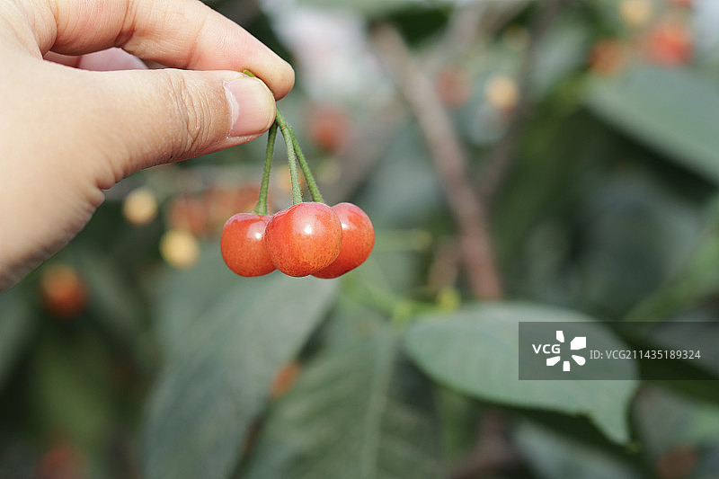 红了樱桃图片素材