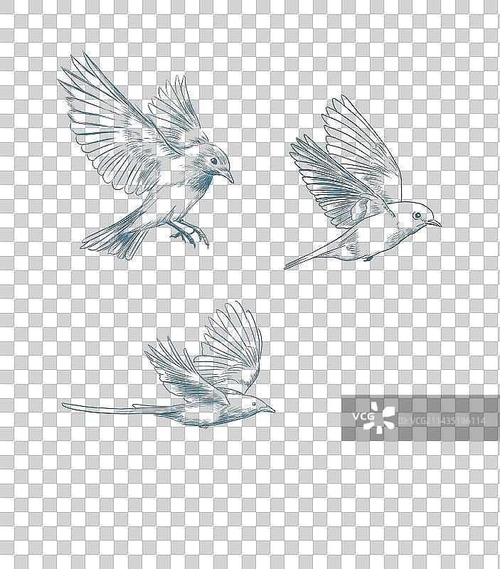 线描鸟图片素材