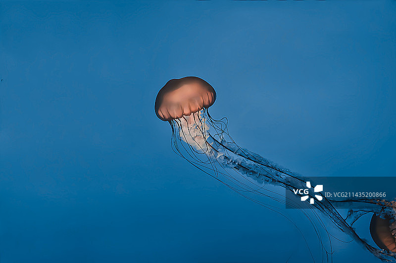 水母在海里游泳的特写镜头图片素材