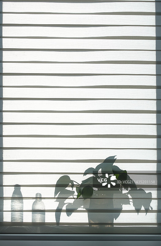 半透明百叶帘和植物剪影图片素材