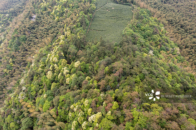 航拍杭州径山寺茶园风光图片素材