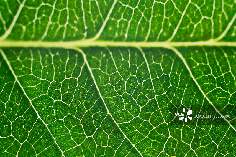 植物叶子经络特写图片素材