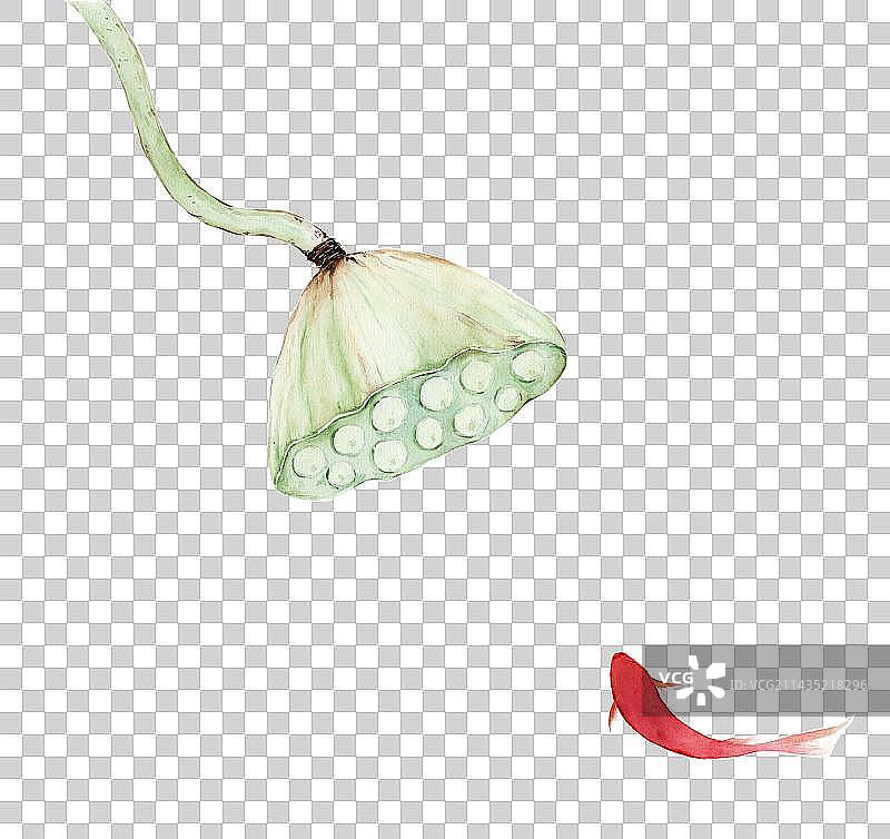 手绘水彩莲蓬锦鲤插画图片素材