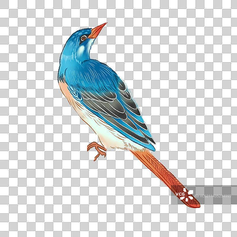 蓝色鸟国潮插画图片素材