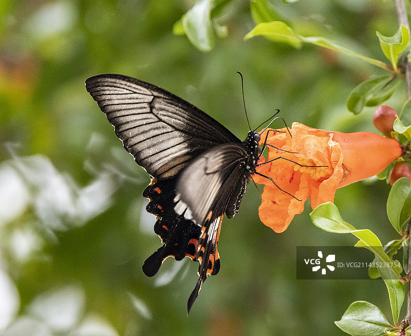 玉带凤蝶图片素材