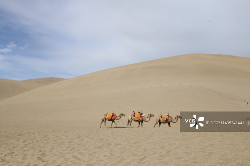 甘肃旅游胜地鸣沙山沙漠和骆驼图片素材