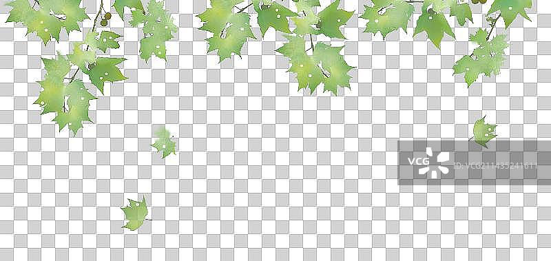 梧桐树叶绿叶素材图片素材