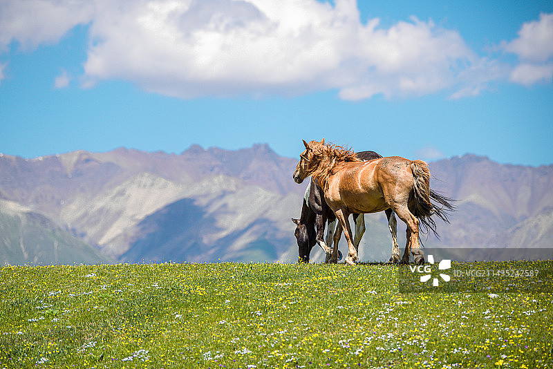 草场上骏马图片素材