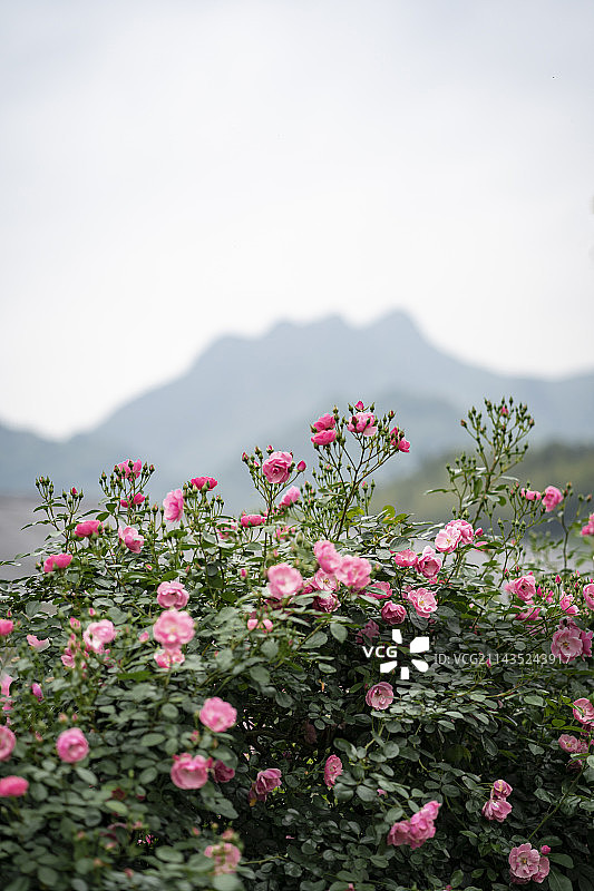 睡美人山峰前的粉色蔷薇花花墙图片素材