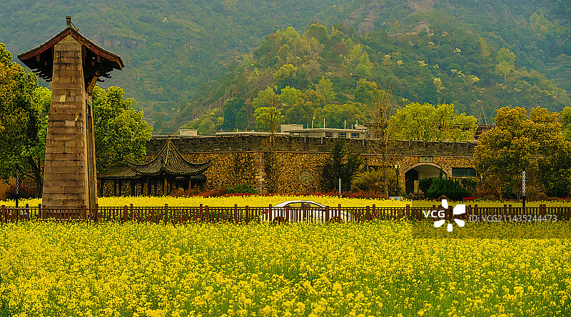桃渚油菜花图片素材