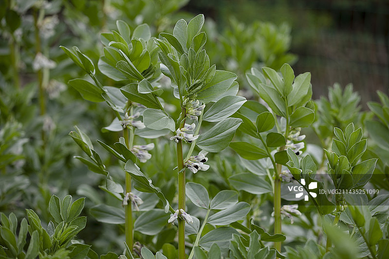 春天蚕豆花开图片素材