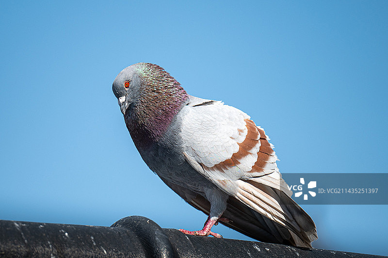 鸽子图片素材