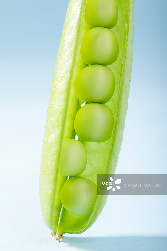 豌豆图片素材
