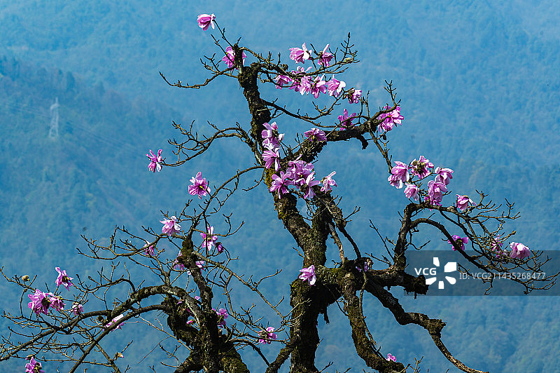 大熊猫国家公园大相岭山区野生辛夷花绽放图片素材