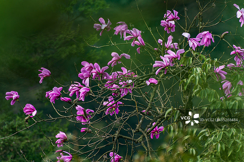 大熊猫国家公园大相岭山区野生辛夷花绽放图片素材