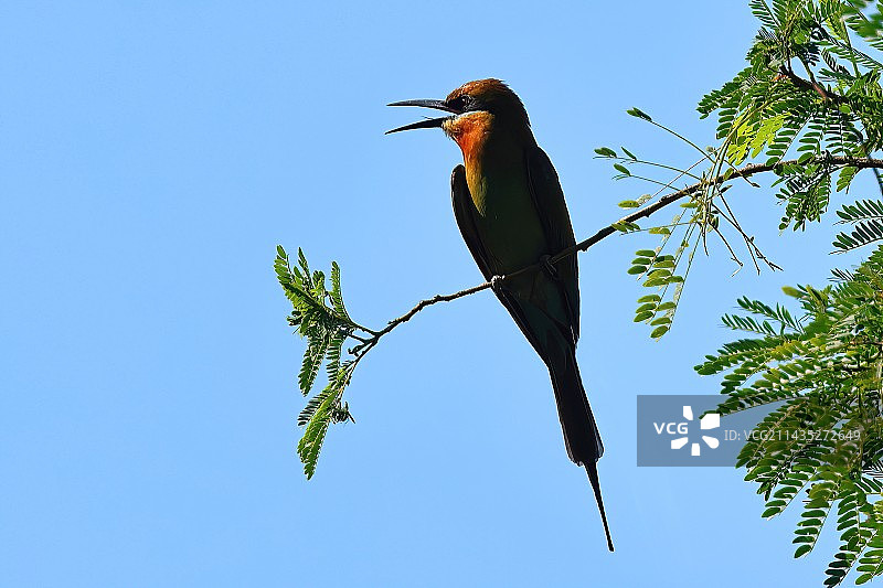 栗喉蜂虎图片素材
