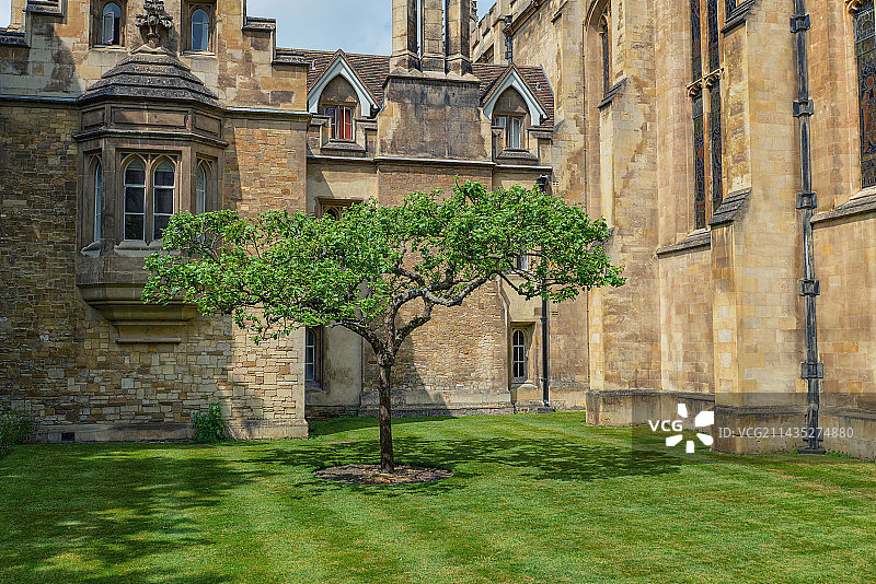 关于万有引力的牛顿苹果树图片素材