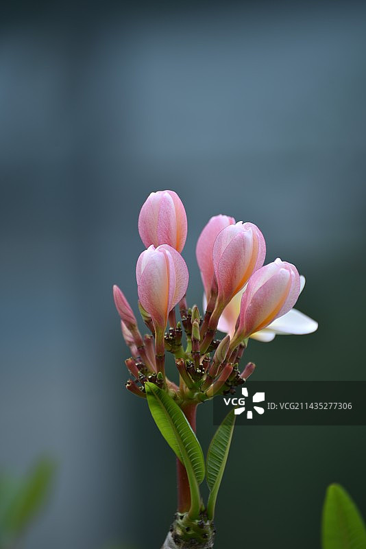 在我国西双版纳以及东南亚一些国家，鸡蛋花被佛教寺院定为“五树六花”之一而被广泛栽植，故又名“庙树”或图片素材