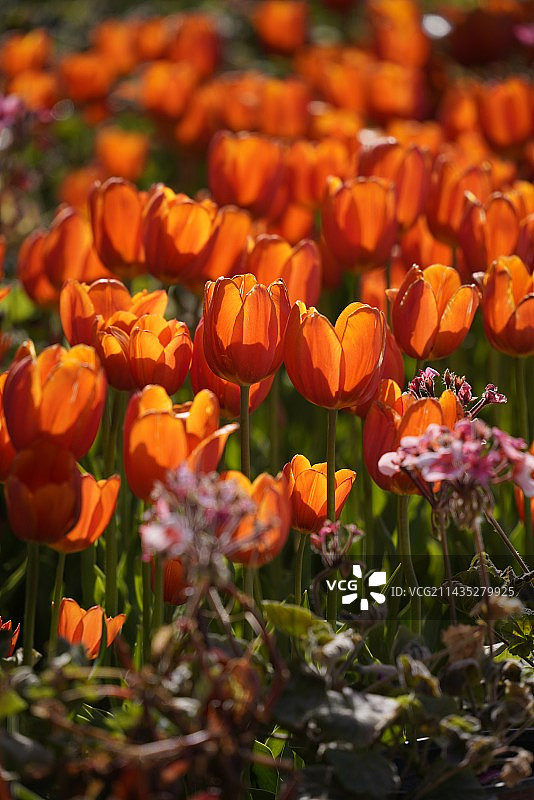 橙色郁金香的特写镜头图片素材