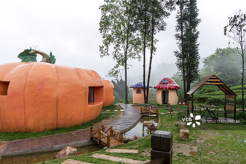 细雨中的“南瓜”和“蘑菇”茶园图片素材