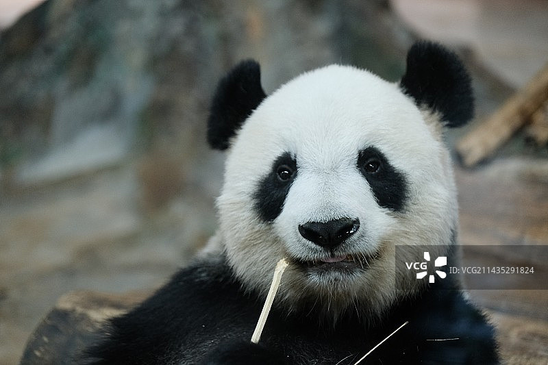 panda大熊猫图片素材