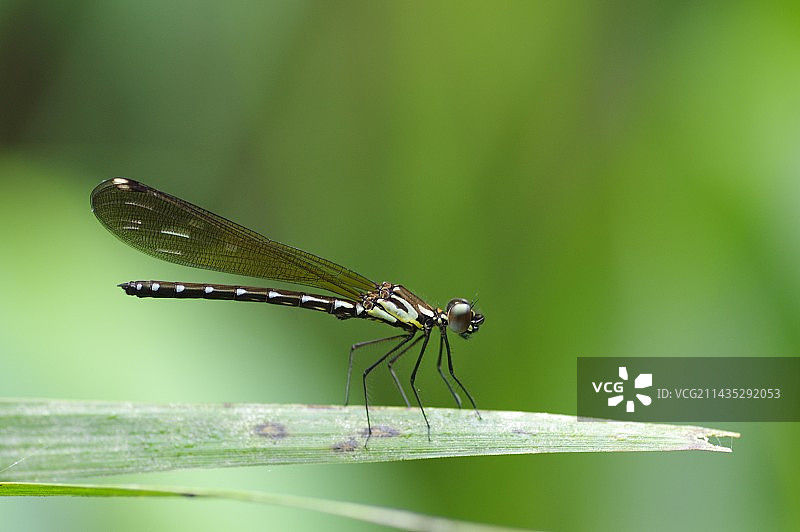 植物上色蟌特写镜头图片素材