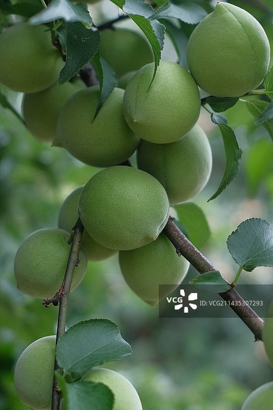 到了摘青梅的季节啦图片素材