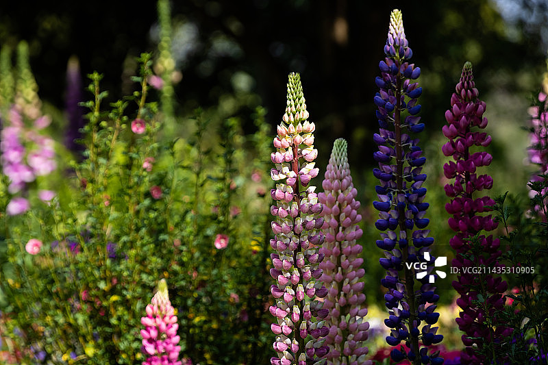 鲁冰花（羽扇豆） Lupin图片素材
