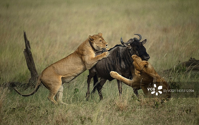 狮子群体捕猎图片素材