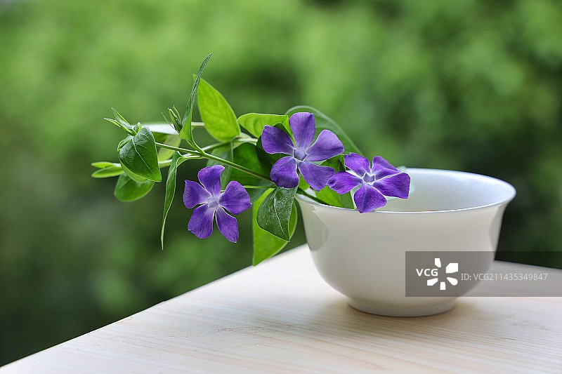 静物：碗里的蔓长春花图片素材