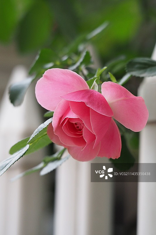 粉红色开花植物特写·月季图片素材