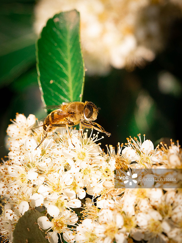 花上蜜蜂图片素材
