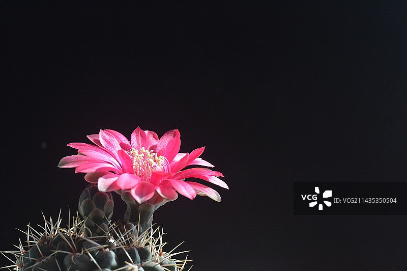 春日仙人球图片素材